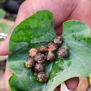 c67bdfe4-fd9e-4a10-ac89-c1443e76320b c67bdfe4-fd9e-4a10-ac89-c1443e76320b